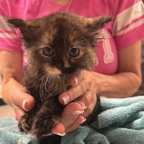 A baby small-sized female Tortoiseshell Domestic Long Hair cat named Aicy for adoption in Fredericksburg, VA