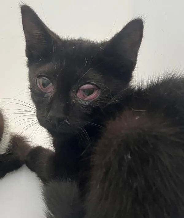 A baby small-sized male Domestic Short Hair cat named Jelly for adoption in Staten Island, NY