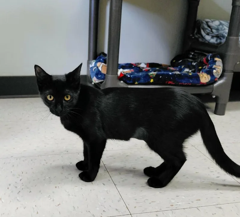 A baby medium-sized female Black Domestic Short Hair cat named Midnight for adoption in Onley, VA