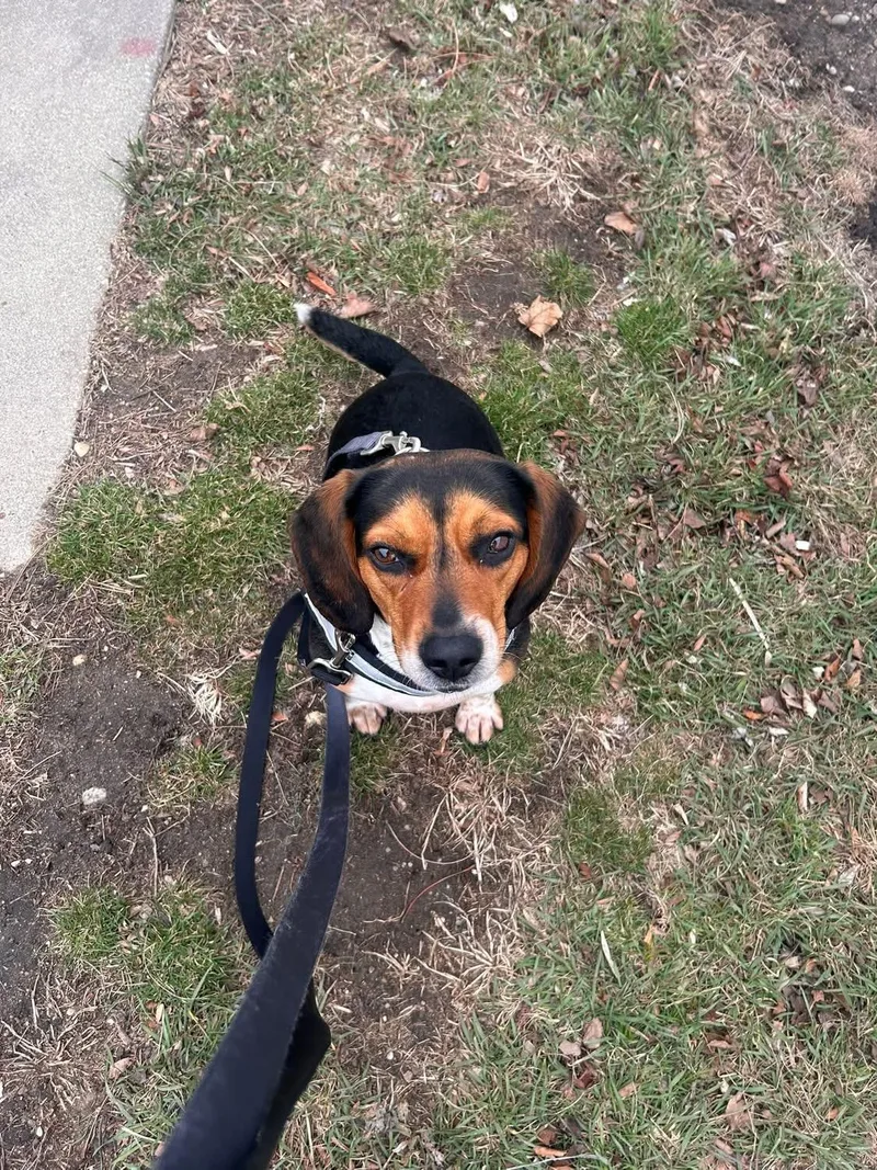 An adult small-sized female Beagle dog named Daisy for adoption in Crystal Lake, IL