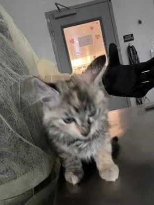 A baby small-sized female Domestic Short Hair cat named Minny for adoption in Sacramento, CA
