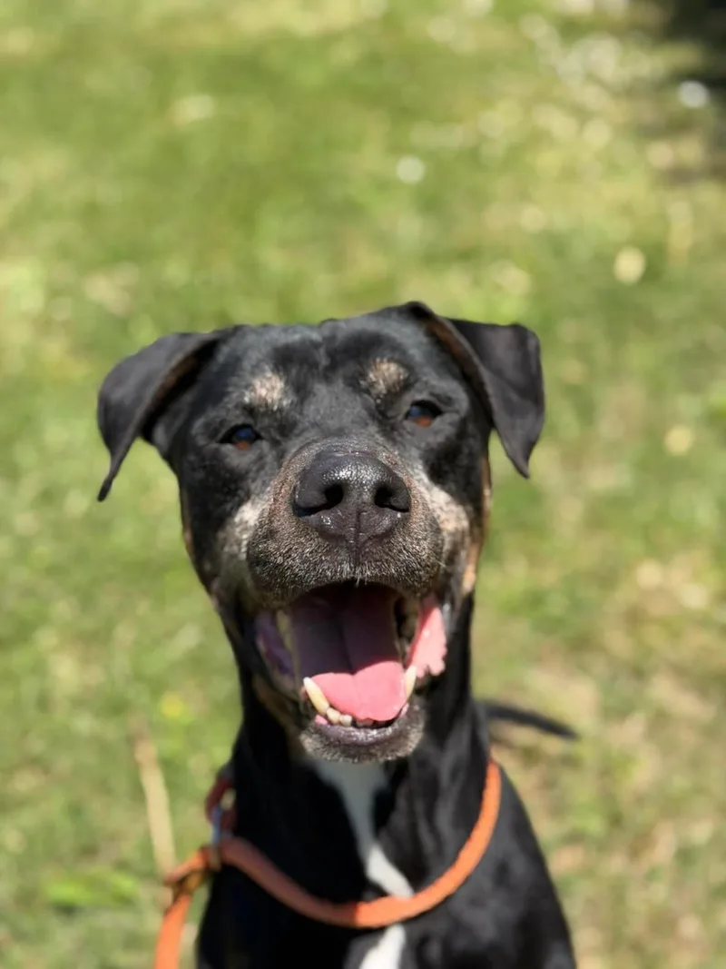 A senior medium-sized male Hound dog named Diesel for adoption in Front Royal, VA