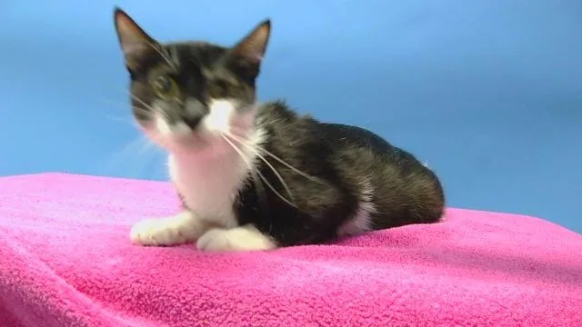 A young small-sized female Domestic Short Hair cat named Onyx for adoption in Gardena, CA