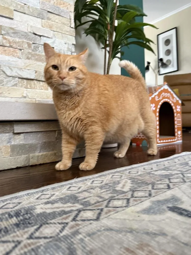 An adult medium-sized male Tabby (Orange / Red) Domestic Short Hair cat named Chester for adoption in Palatine, IL