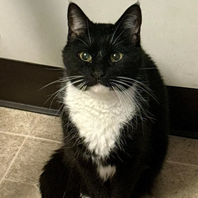 A senior small-sized female Black Domestic Short Hair cat named Meow Meow for adoption in Monticello, IL