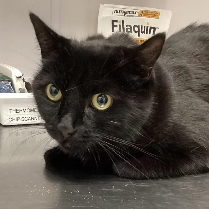 An adult medium-sized female Domestic Short Hair cat named Samantha for adoption in Tampa, FL