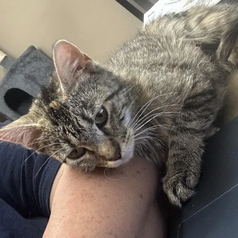 A young medium-sized female Brown / Chocolate Domestic Short Hair cat named Emma for adoption in DeKalb, IL
