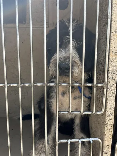 A young medium-sized male Poodle dog named Tontin for adoption in Oklahoma City, OK