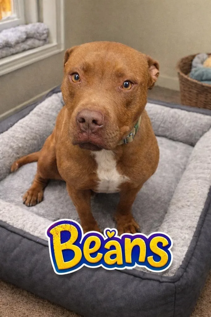 Beans