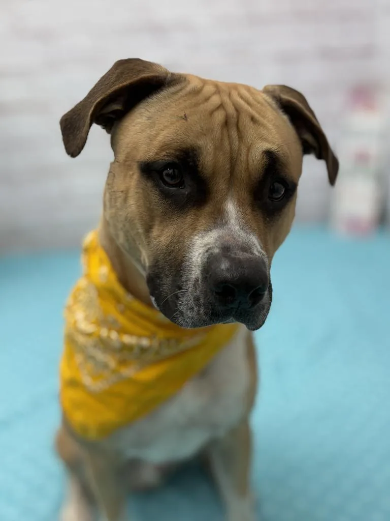 A young medium-sized male Mixed Breed dog named Webby for adoption in Detroit, MI