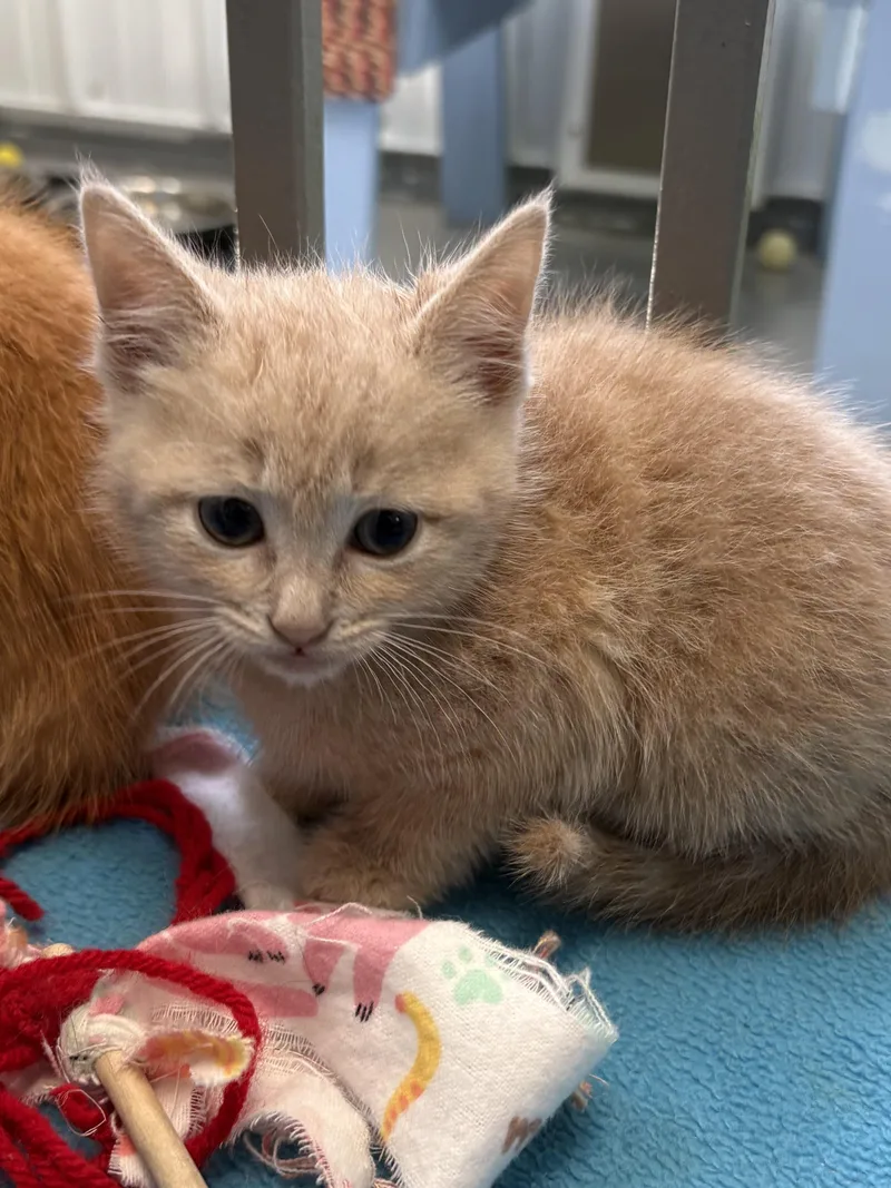 A baby medium-sized female American Shorthair cat named Amber for adoption in Big Rapids, MI
