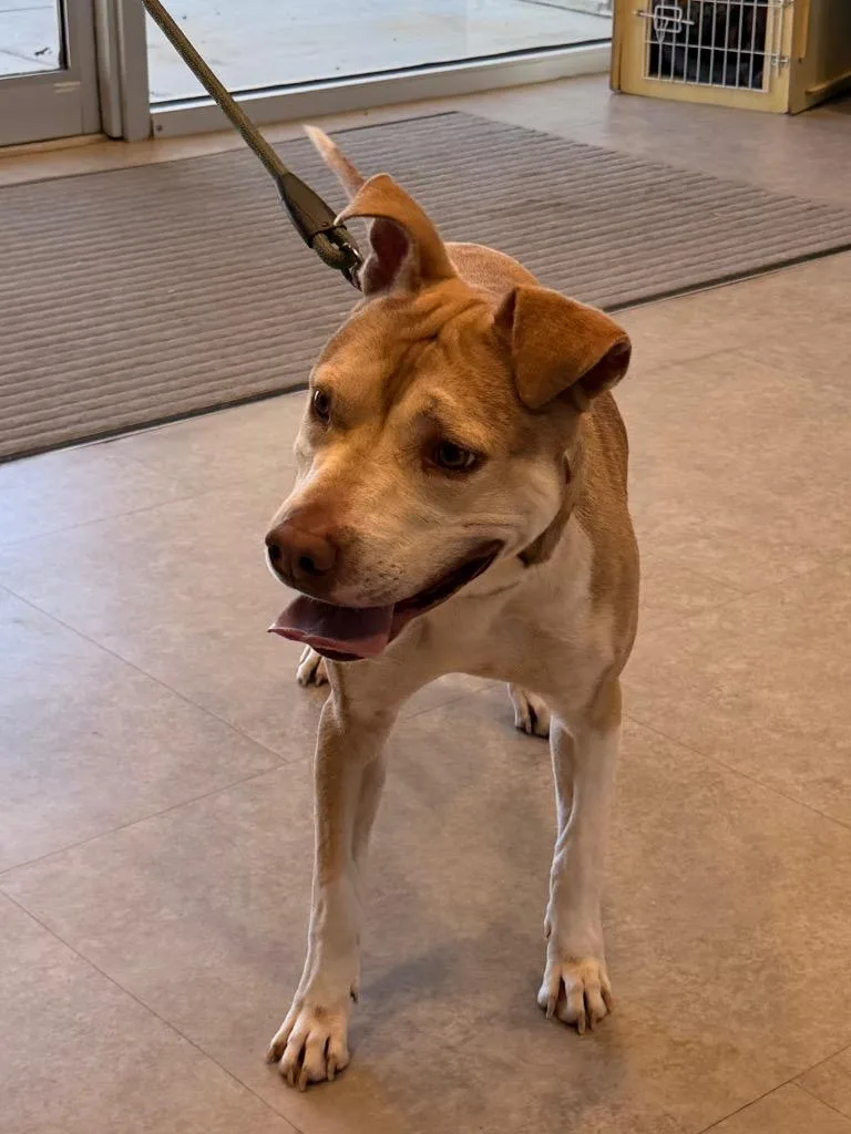 An adult large-sized male Mixed Breed dog named Blu for adoption in Bossier City, LA