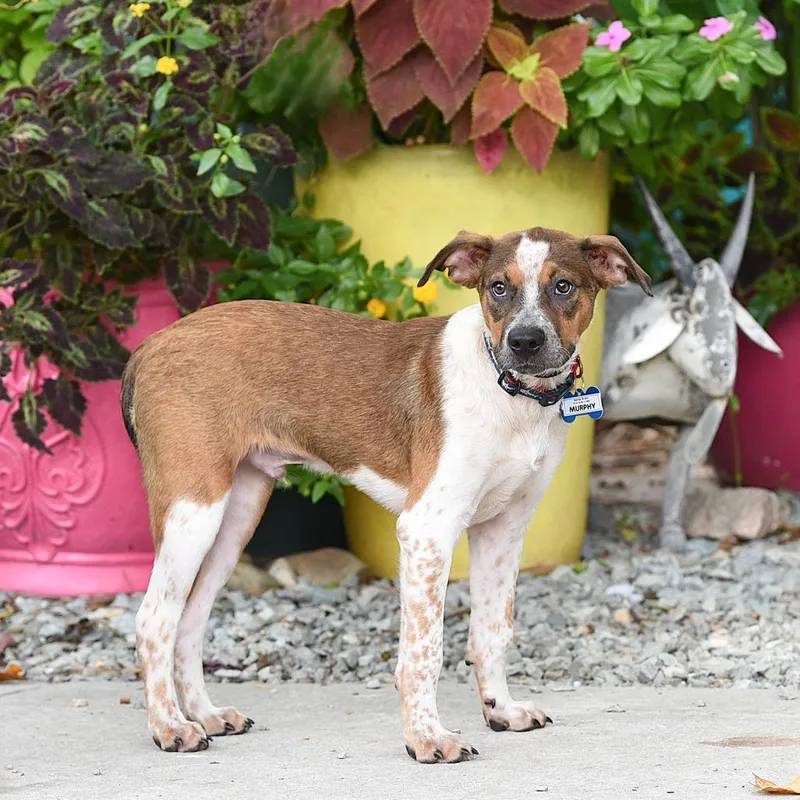A baby small-sized male Yellow / Tan / Blond / Fawn Hound dog named Murphy for adoption in Wake Forest, NC