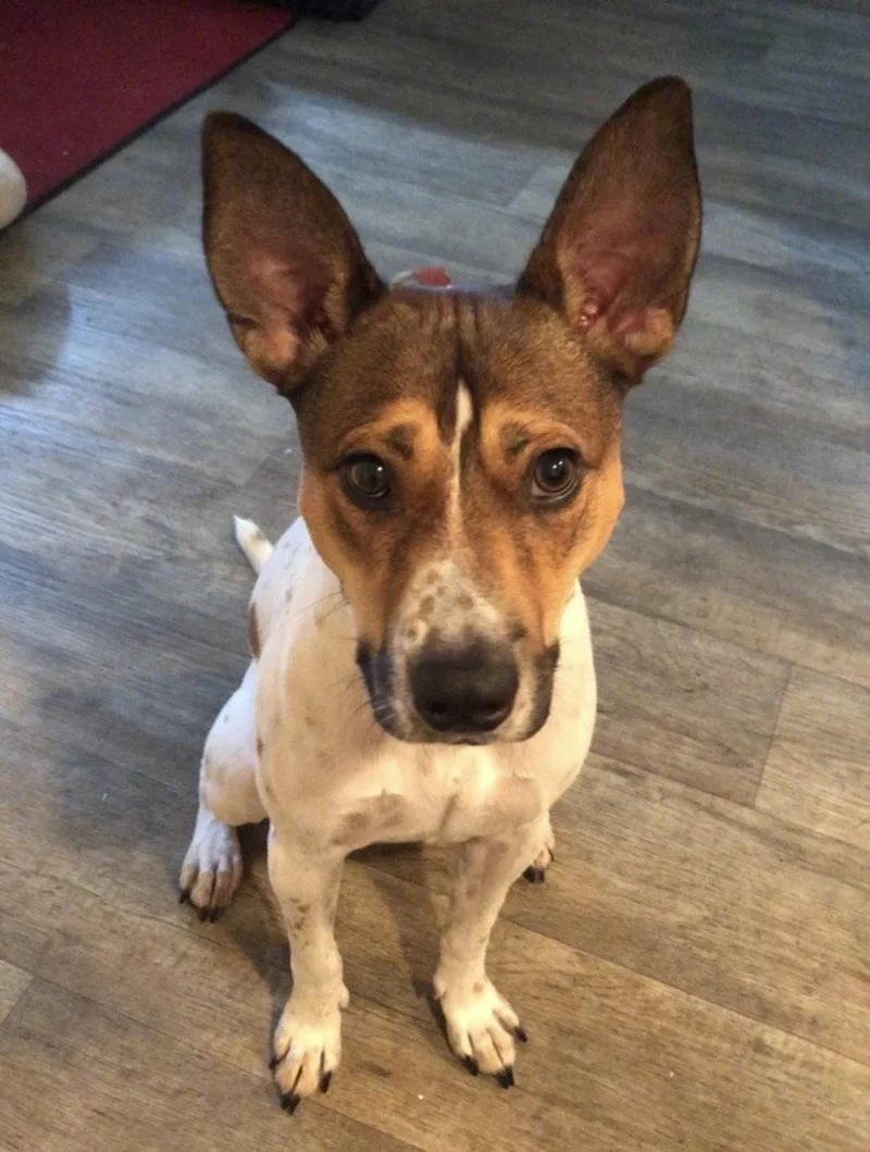 An adult medium-sized male Jack Russell Terrier dog named Pogo {COMING SOON} for adoption in Nashville, TN