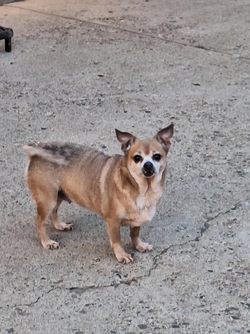 An adult small-sized female Brown / Chocolate Chihuahua dog named Dolly for adoption in St. Clairsville, OH