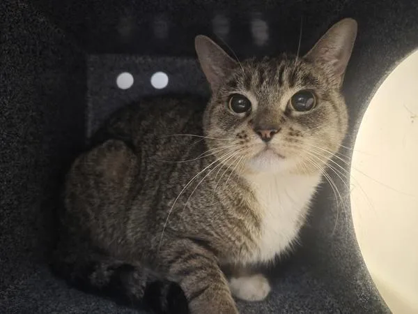 An adult medium-sized female Domestic Short Hair cat named Paprika for adoption in New York, NY