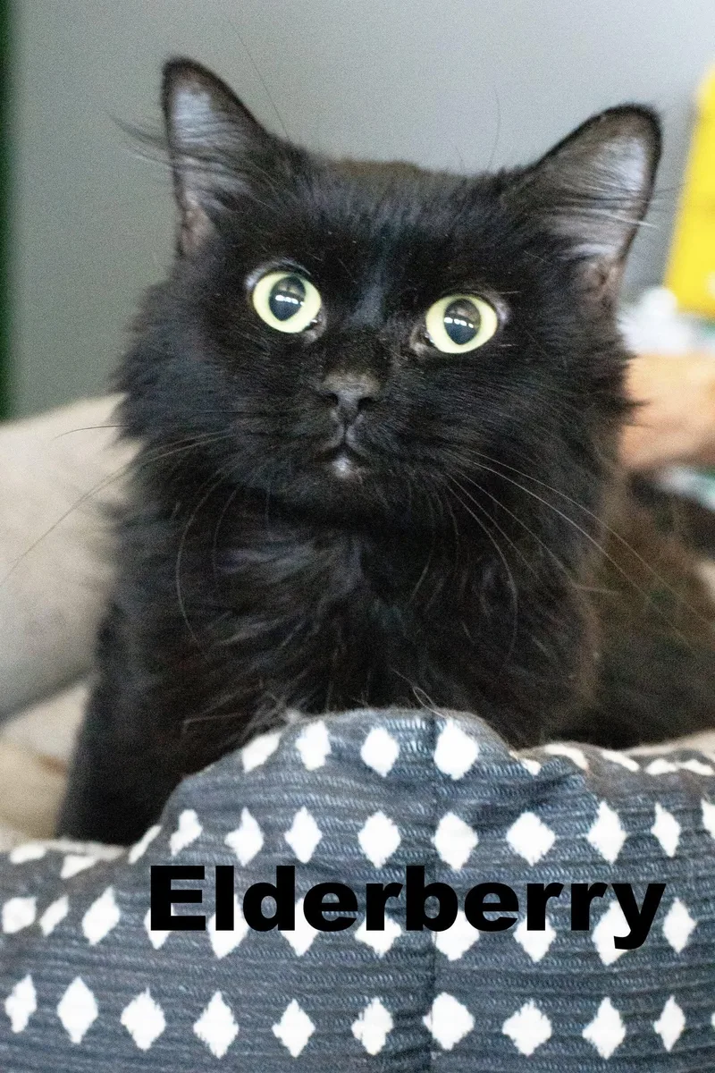 An adult medium-sized female Domestic Medium Hair cat named Elderberry for adoption in Macomb, IL