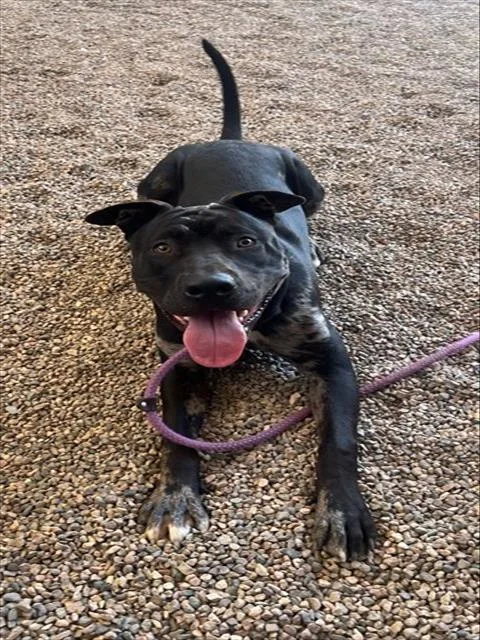 A young large-sized male Pit Bull Terrier dog named Pop for adoption in Mesa, AZ
