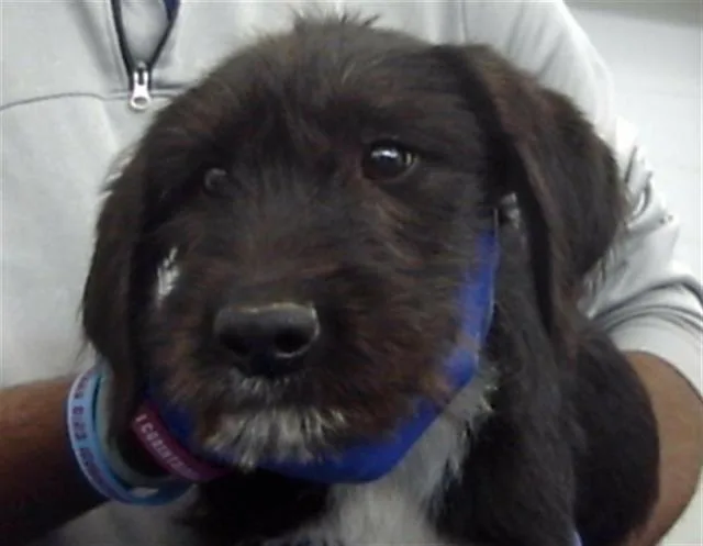 A baby large-sized male Mixed Breed dog named Pikachu for adoption in Dallas, TX