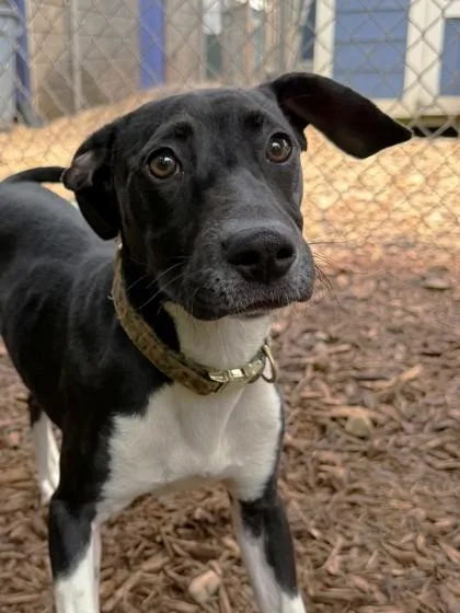 A baby medium-sized female Labrador Retriever dog named Syl for adoption in Cumming, GA