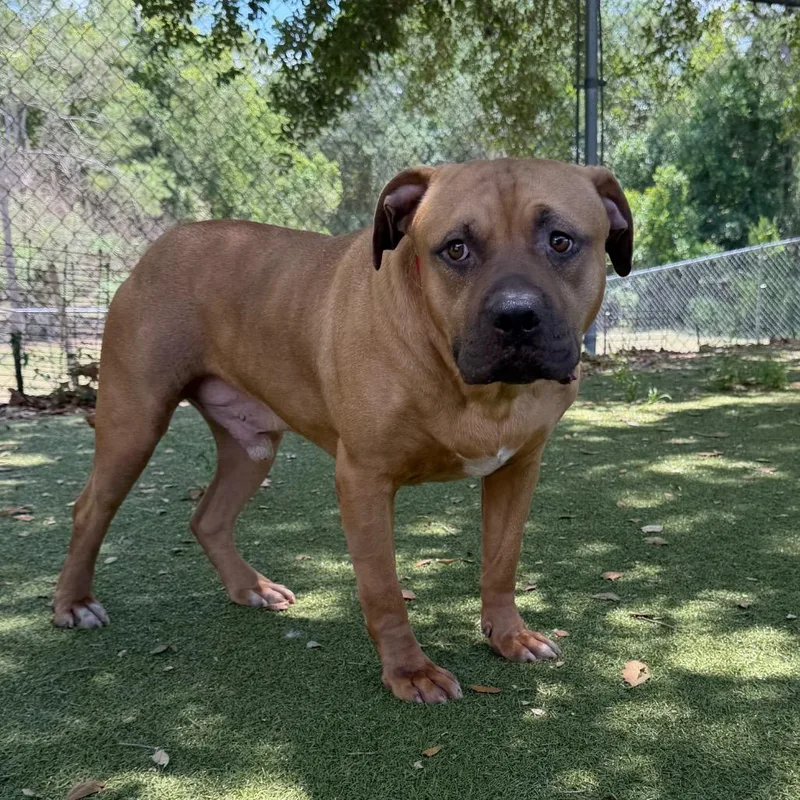 An adult large-sized male Red / Chestnut / Orange Mixed Breed dog named Bojangles for adoption in Titusville, FL