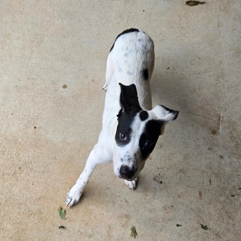 A young medium-sized female White / Cream Pit Bull Terrier dog named Sadie for adoption in Birmingham, AL