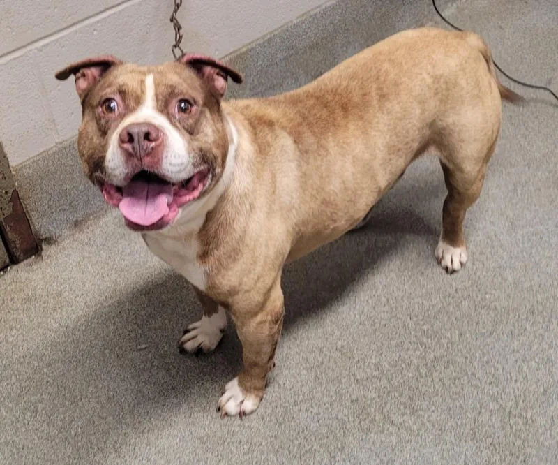 An adult large-sized male Pit Bull Terrier dog named Stinker for adoption in Hopkinsville, KY