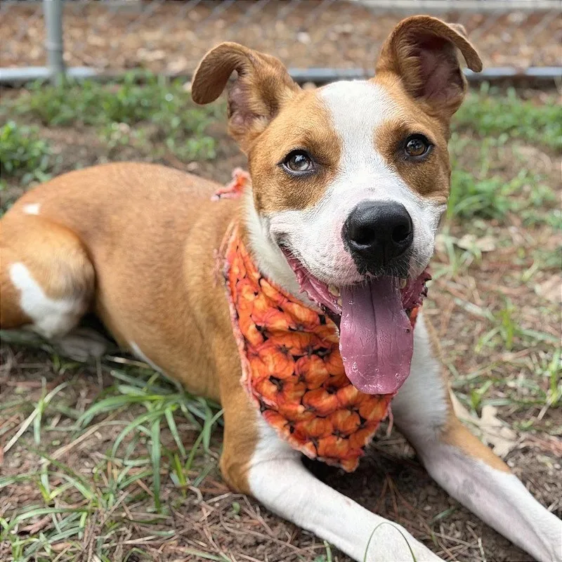An adult medium-sized male Pit Bull Terrier dog named Oakley for adoption in Lufkin, TX
