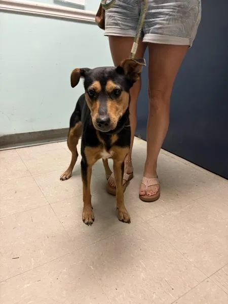 A young medium-sized female Shepherd dog named Francis for adoption in Mobile, AL