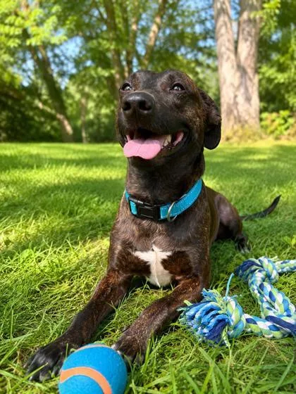 An adult medium-sized male Mixed Breed dog named Clyde for adoption in Belleville, MI