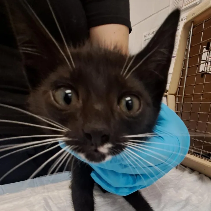 A baby small-sized male Black Domestic Short Hair cat named Beach ball for adoption in West Palm Beach, FL