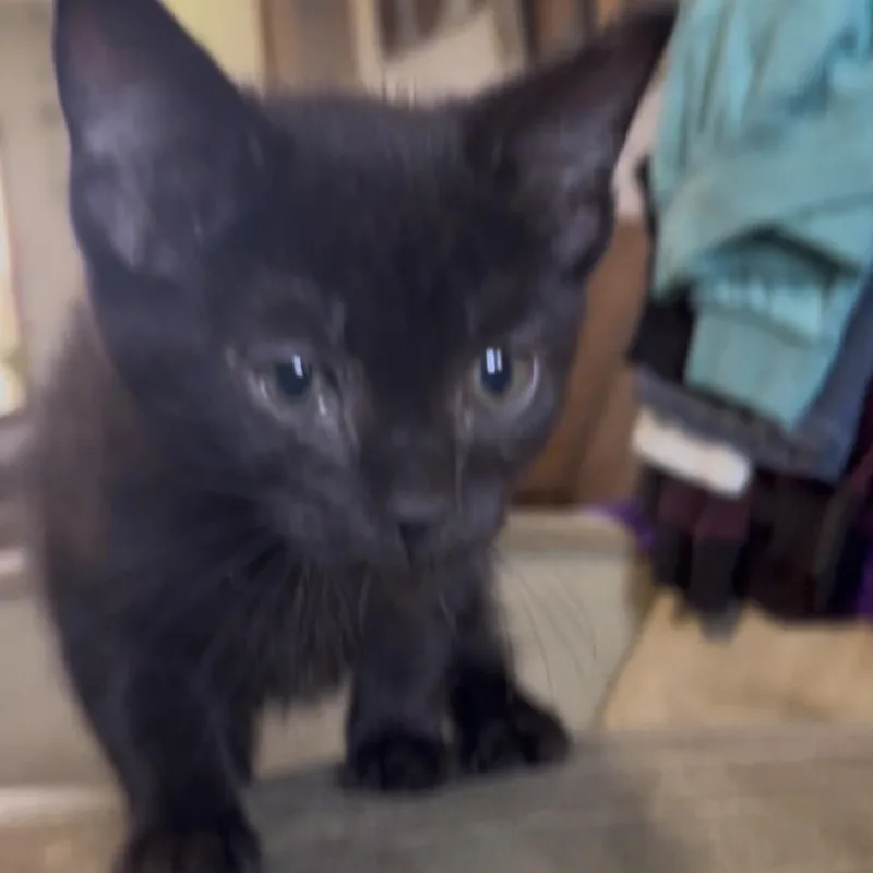 A baby small-sized female Black American Shorthair cat named Brianna for adoption in Wadena, MN
