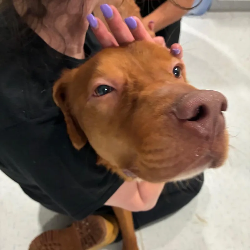 A young medium-sized male Red / Chestnut / Orange Pit Bull Terrier dog named Wetti Spaghetti for adoption in Northbrook, IL