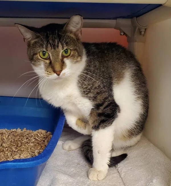 An adult small-sized female Domestic Short Hair cat named Darla for adoption in Salisbury, MD
