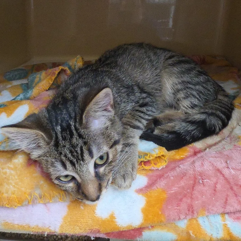 A baby medium-sized male Tabby (Brown / Chocolate) Tabby cat named Kimmie for adoption in Clarksville, VA