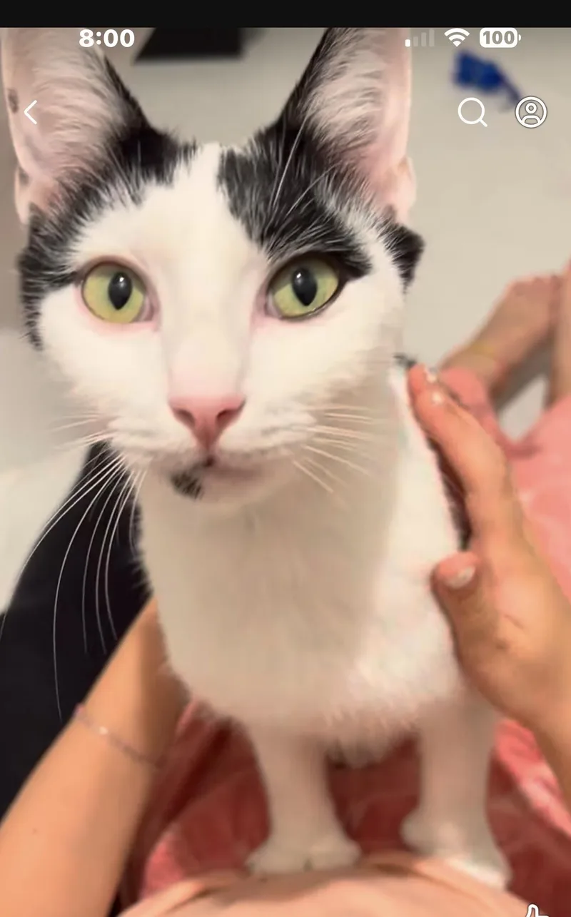 A young medium-sized female Domestic Short Hair cat named Avery for adoption in Sneads Ferry, NC