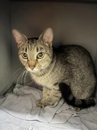 An adult small-sized female Domestic Short Hair cat named Mercedes for adoption in West Chester, PA