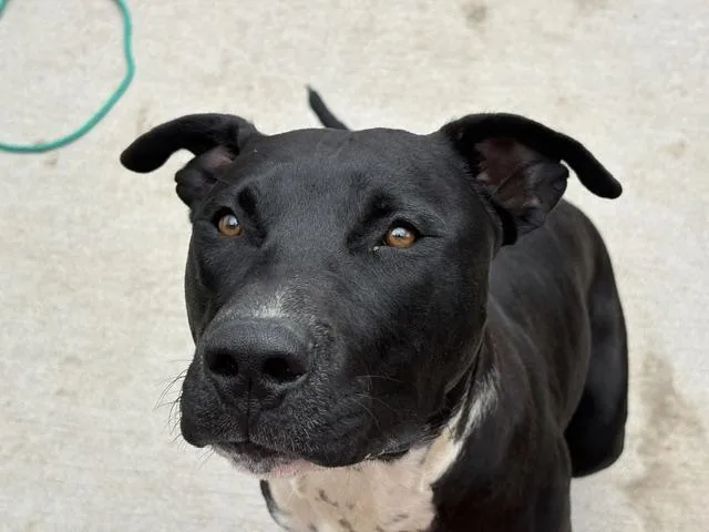 A young large-sized male Pit Bull Terrier dog named Tough for adoption in Tulsa, OK