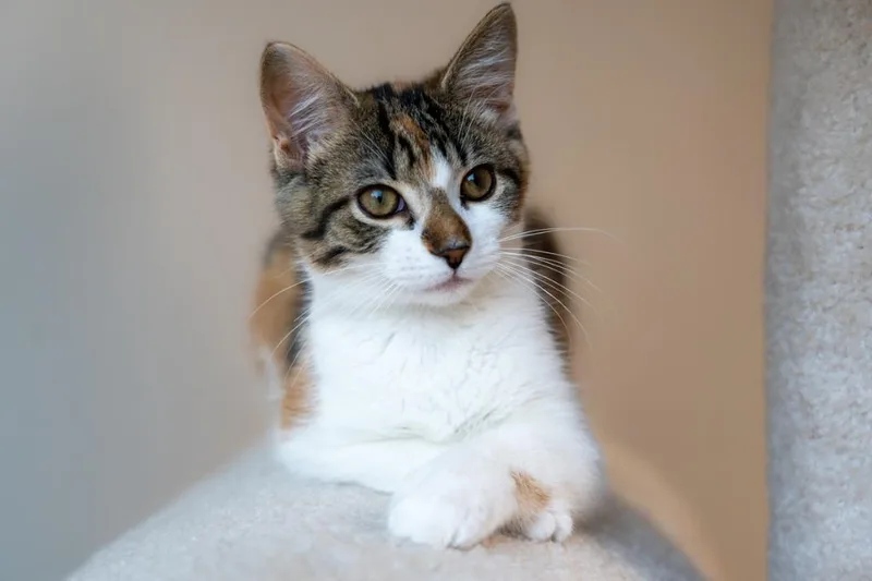 A baby medium-sized female Domestic Short Hair cat named Gingersnap Ozzy for adoption in Minneapolis, MN