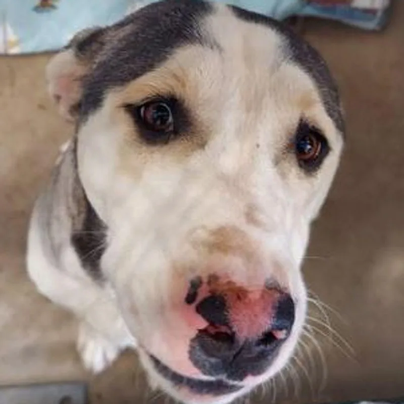 Obie