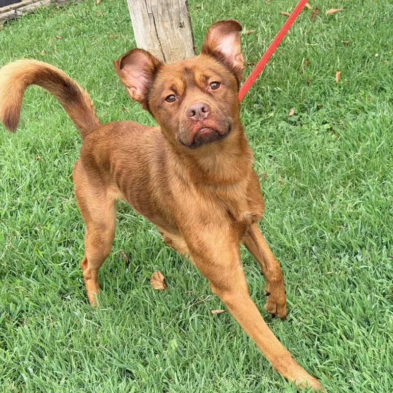 An adult medium-sized male Mixed Breed dog named Scott for adoption in Warrensburg, MO