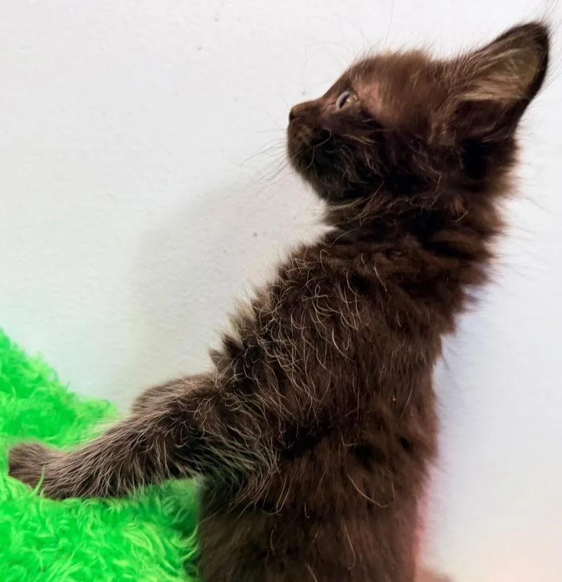 A baby medium-sized female Black Norwegian Forest Cat cat named Inky for adoption in Horseshoe Bend, AR