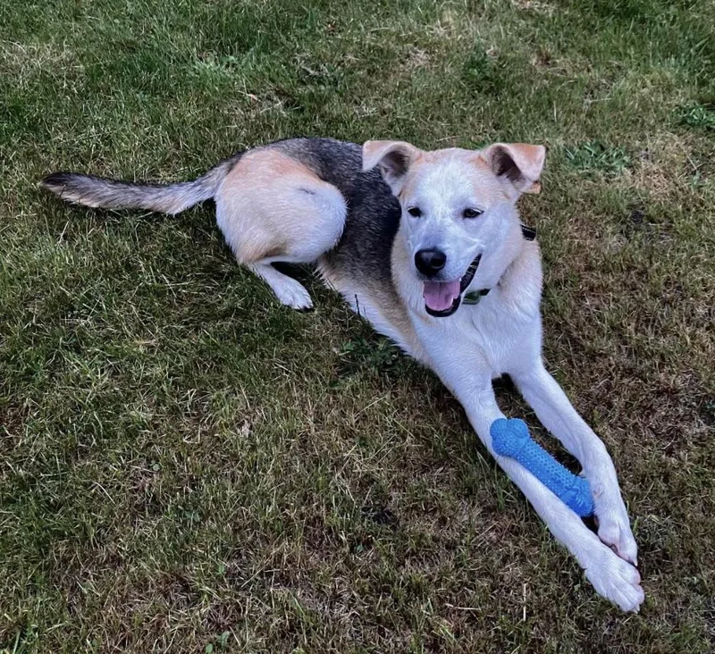 A young medium-sized male Shepherd dog named Toby for adoption in Bethel, VT