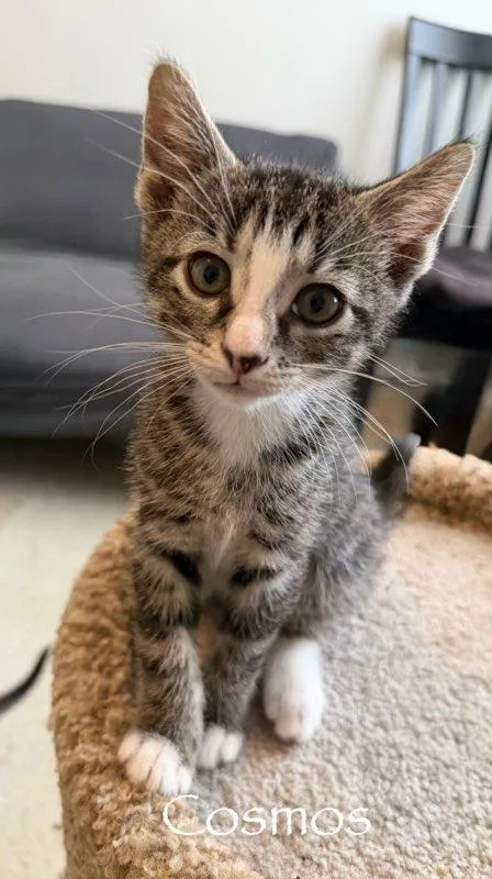 A baby medium-sized male Domestic Short Hair cat named Cosmos for adoption in Hamilton, OH