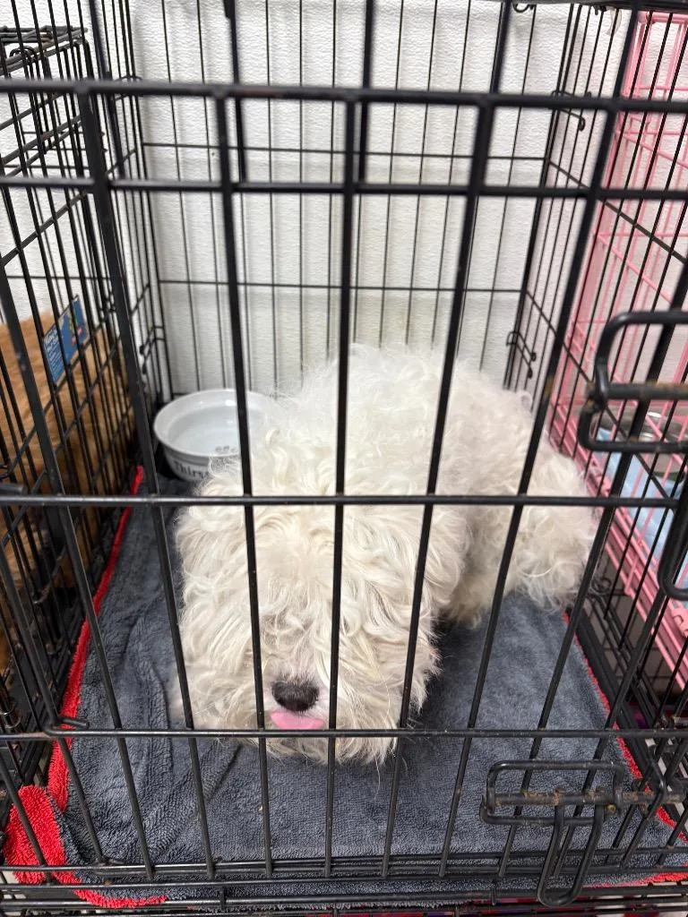 A young small-sized female Terrier dog named Wisp for adoption in Fort Worth, TX