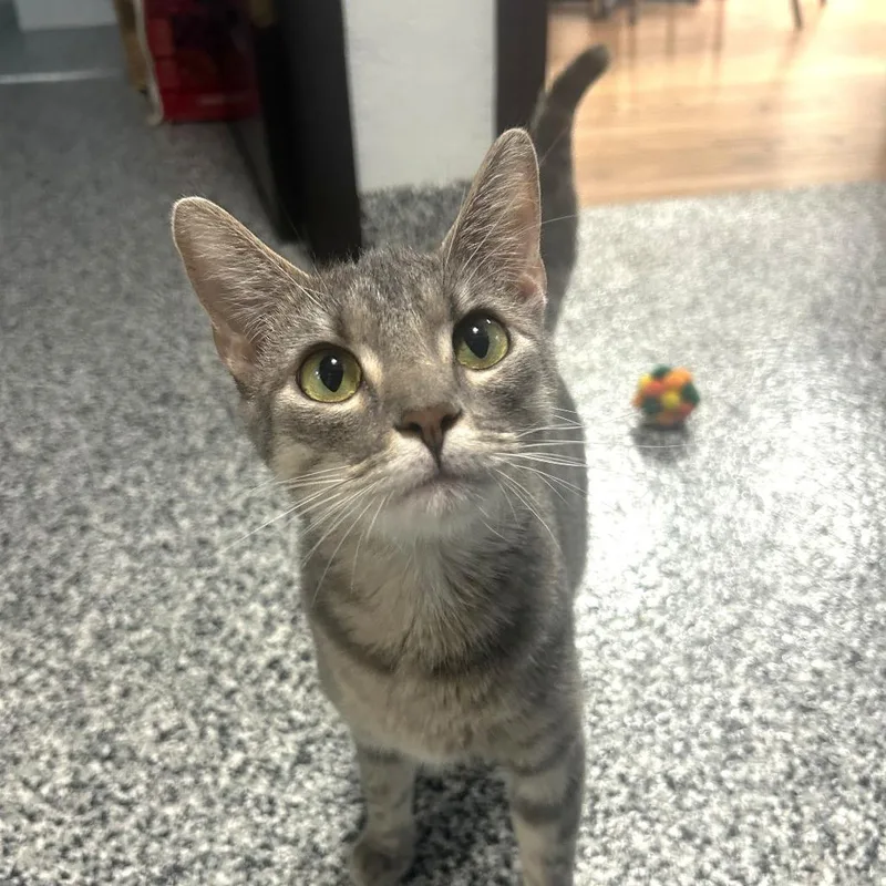 An adult medium-sized female Gray / Blue / Silver Domestic Short Hair cat named Finley for adoption in St. Louis, MO
