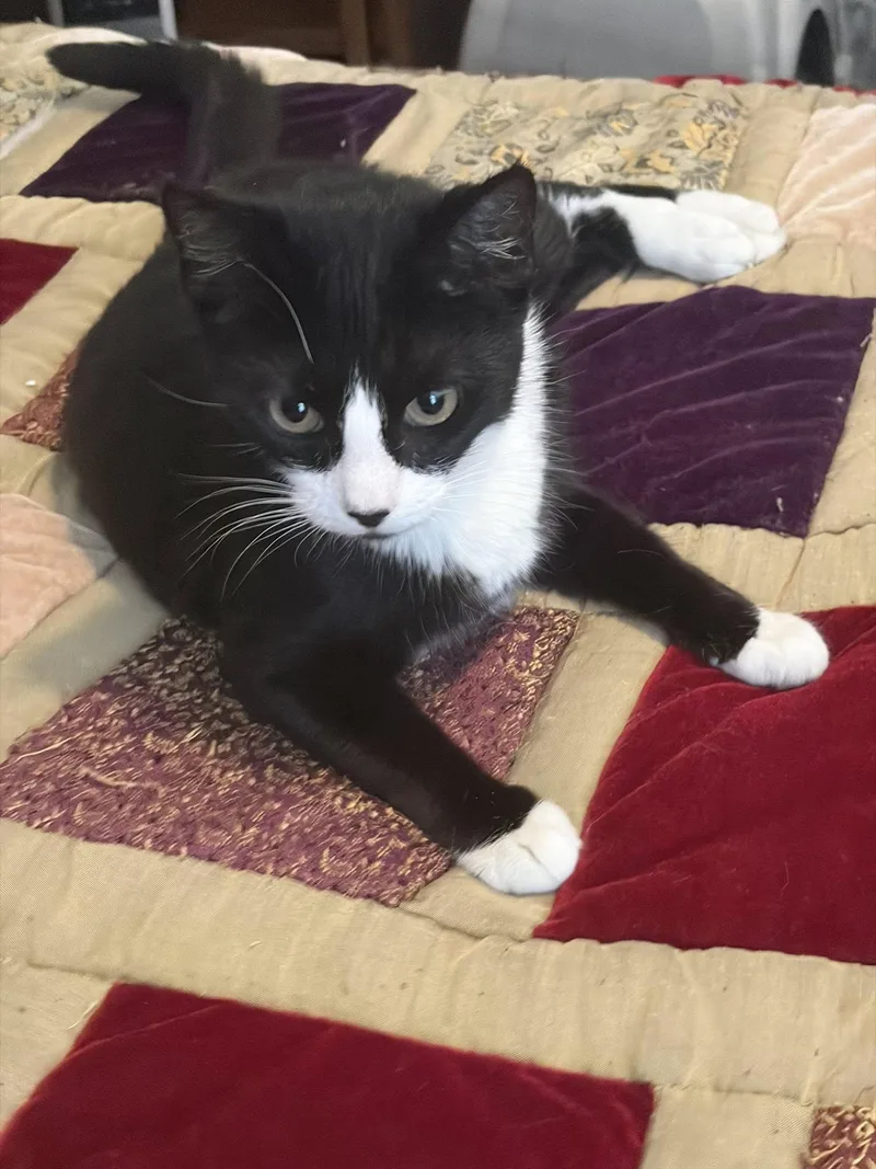 A young small-sized female Black & White / Tuxedo Domestic Short Hair cat named Ava for adoption in Beverly Hills, CA