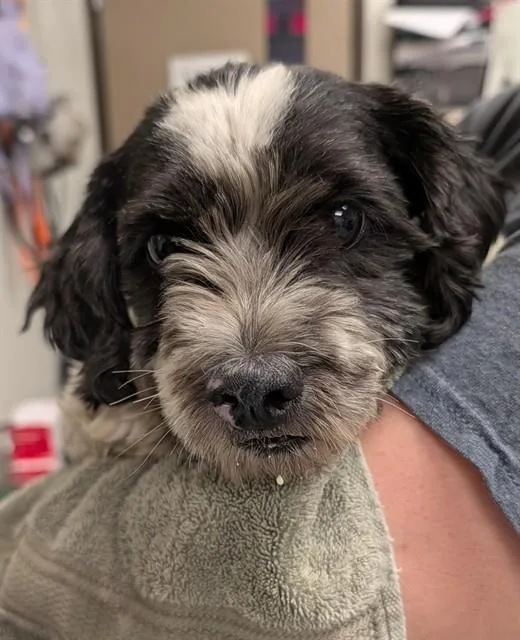 An adult small-sized male Terrier dog named Burt for adoption in Ontario, CA
