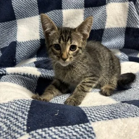 A young medium-sized male Tabby (Gray / Blue / Silver) Tabby cat named Miles for adoption in Porter, TX