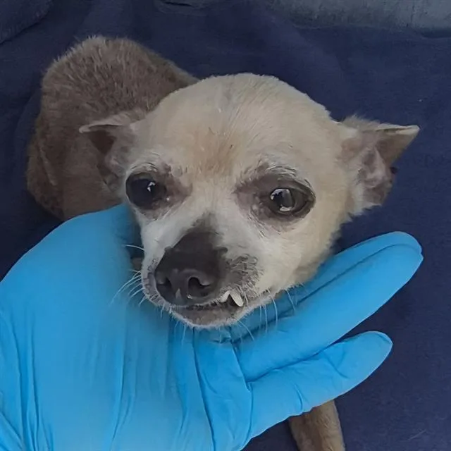 An adult small-sized female Chihuahua dog named Daisy for adoption in San Antonio, TX